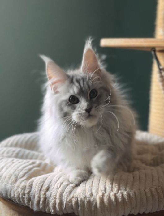 Кошеня мейн кун дівчинка