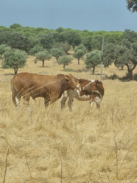 Touro limousine ouro