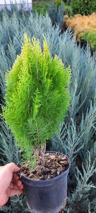 Туя ауреа нана в горшку