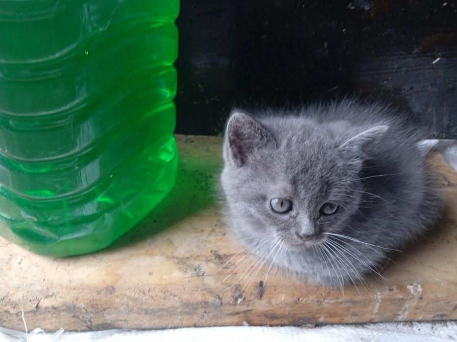 Продам котиків породистих