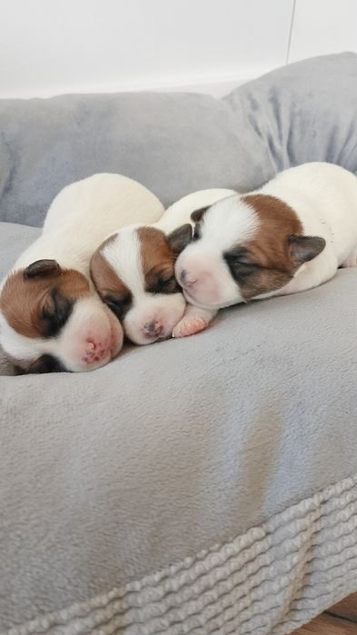 Jack Russell Terrier ZKWP FCI -3suczki i 1 piesek