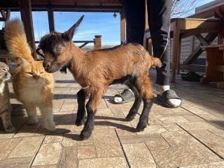 Козлята 100% альпійці від добрих батьків.