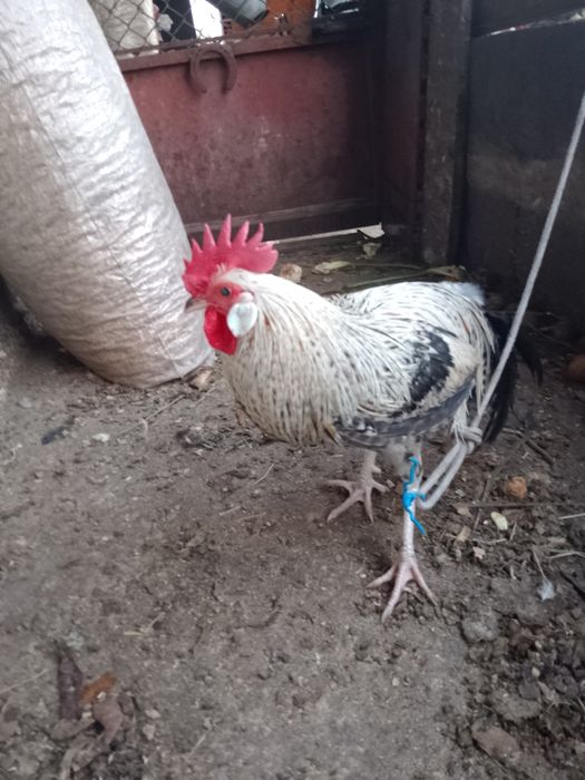 Vendo ou troco garniso Fenix, alguma  duvida é so mandar mensagens