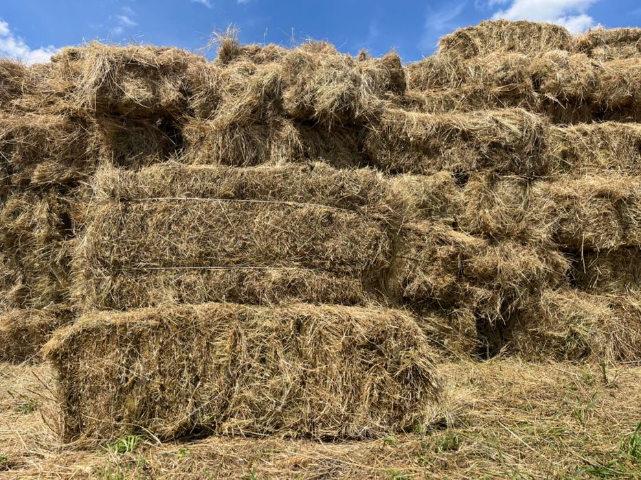 Продаю сіно лугове в тюках. Сено тюки.