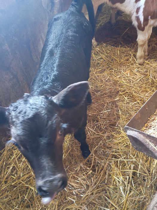 Jałóweczki do dalszego chowu