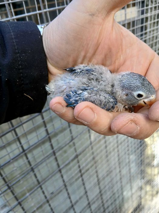 Agaponis Personatas e ficher