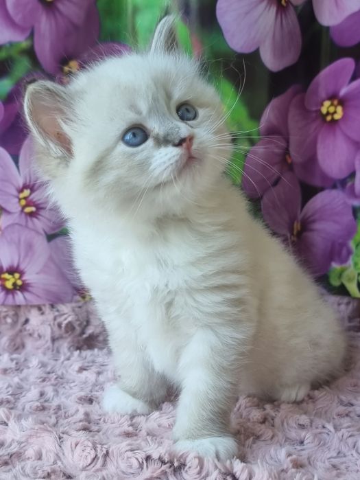 Котик невский маскарадный