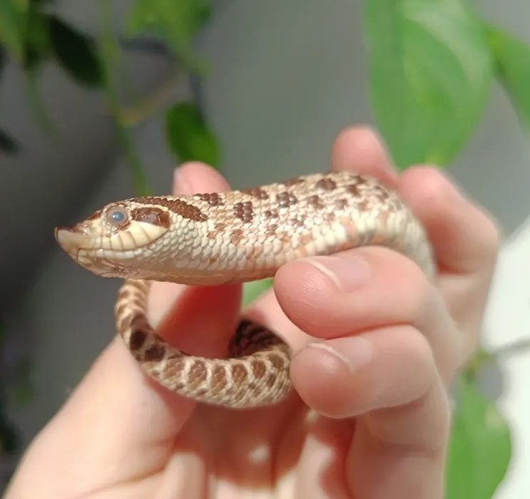 Wąż Heterodon zachodni samiec