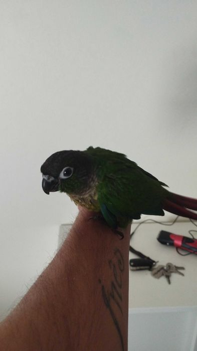 Pyrrhuas hipoxanta domesticadas