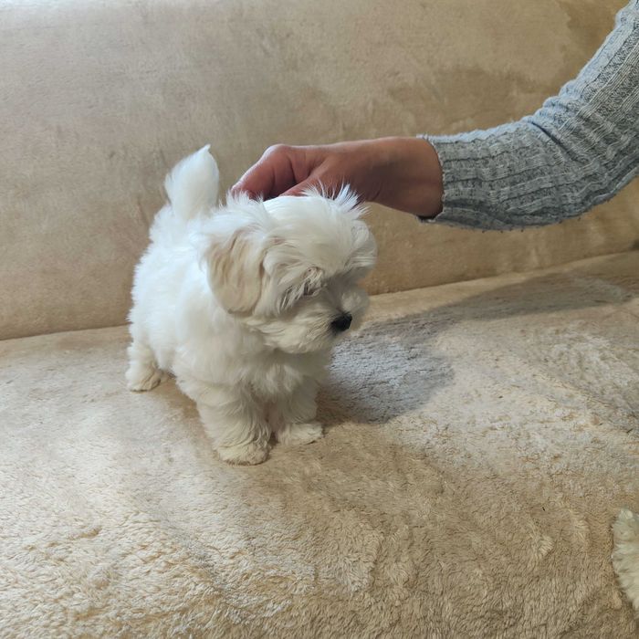 MALTAŃCZYK maltańczyk szczeniak piesek ZKwP (FCI)