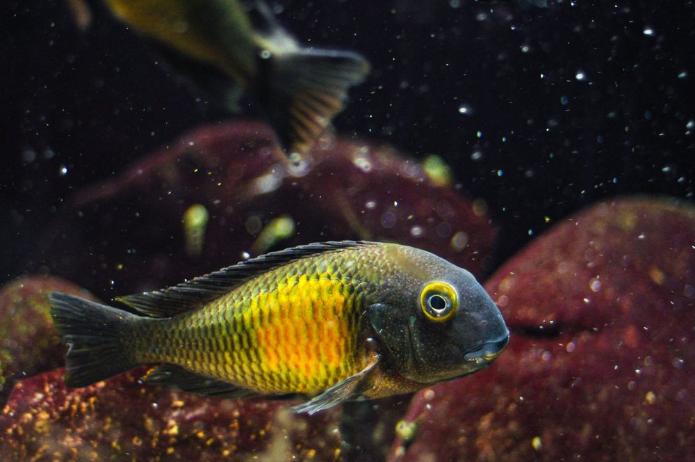 Ciclideos do Tanganyika, grupo 12 tropheus mpulungu f1