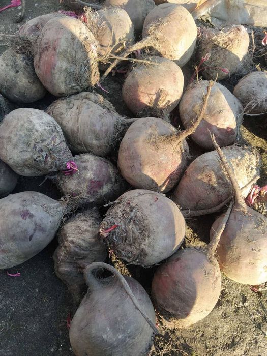 Продам домашній столовий буряк
