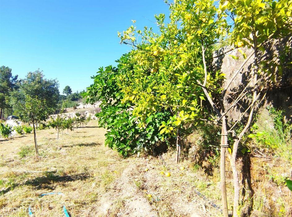 Quinta  Venda em Vela,Guarda