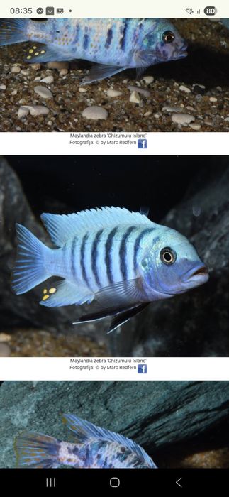 Metriaclima zebra Chizumulu