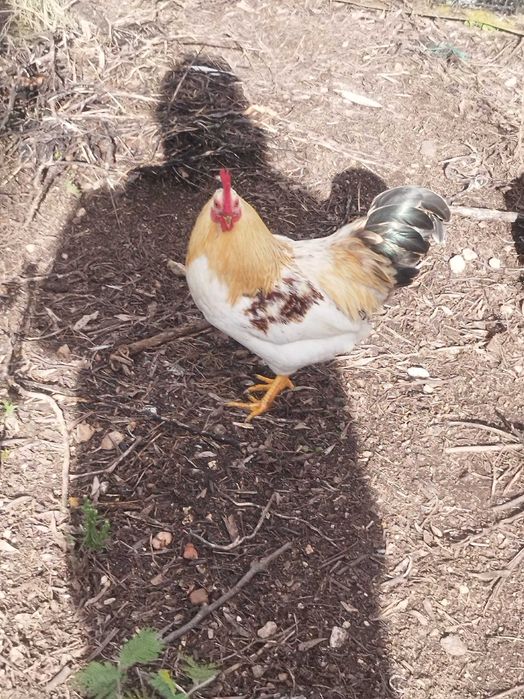 Galos para venda ou troca