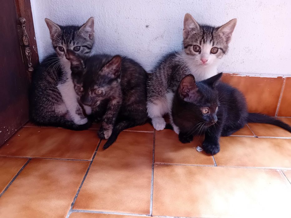 Continuam Disponiveis, Dá-se 4 gatas bebés de 2 meses