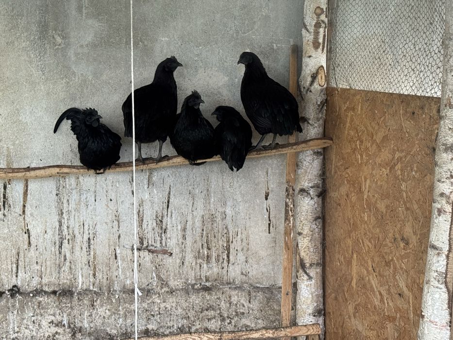 Ayam cemani koguty mlode z tego roku