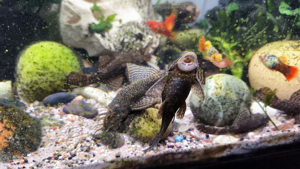 Casal de ancistrus (peixes)