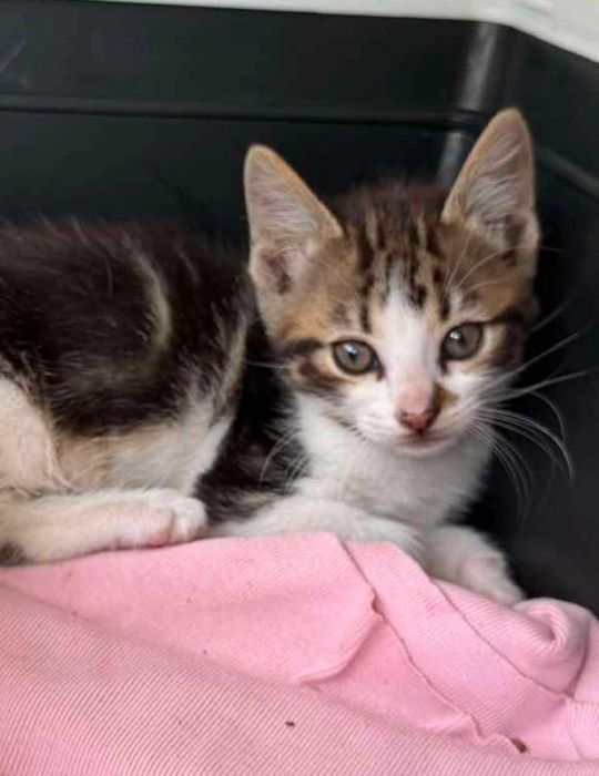 Gatinhos para adoção responsável