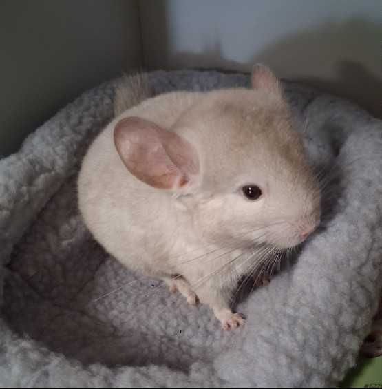 Szynszyla w sklep zoologiczny Pawik.pl Strzyżów