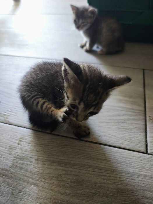 Gatinhos recém nascido