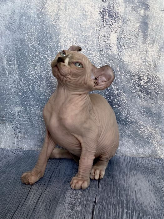 Эльф сфинкс мальчик