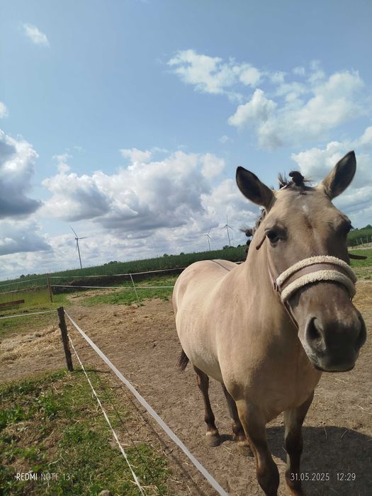 Konik Polski Wałach