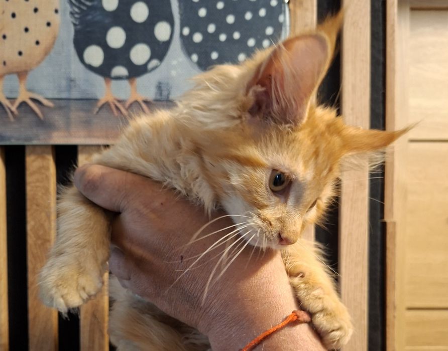 Kotka  maine coon.  Częstochowa