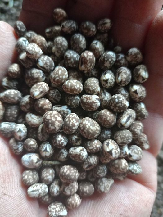 Łubin gorzki sprzedam