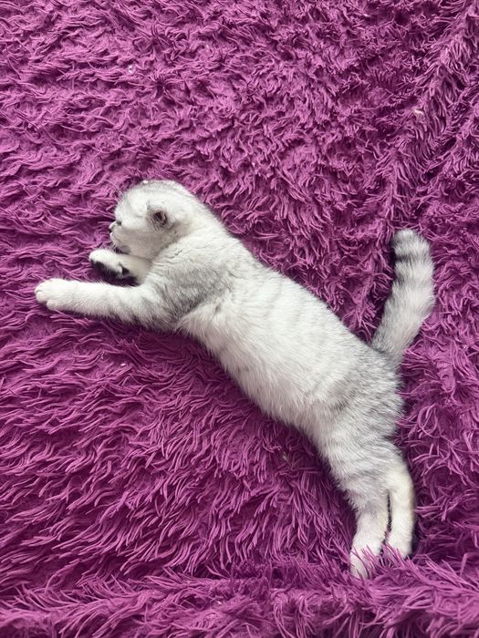 Котик скоттиш страйт+серебряная шиншила