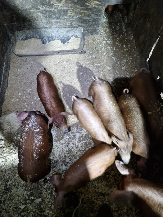 Продам   поросят