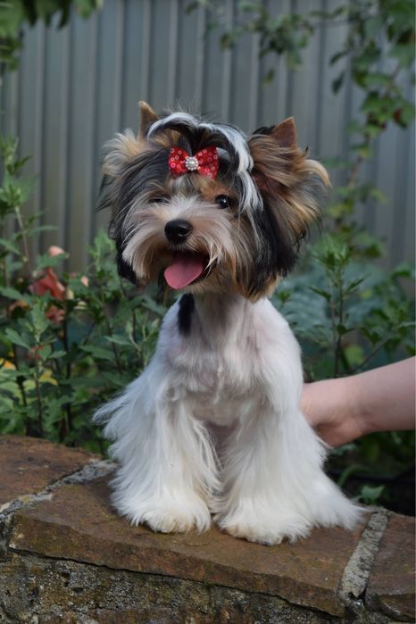 Стрижка собак. Грумер на дому.