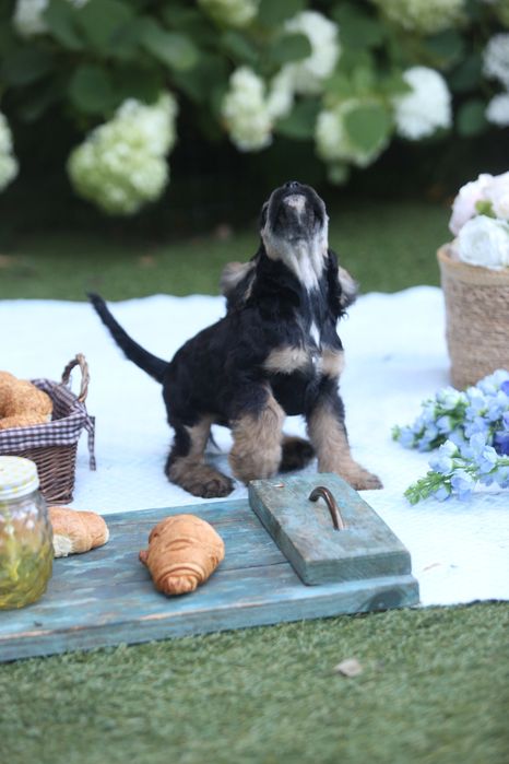 Американский Кокер Спаниель. Щенки. Девочка.