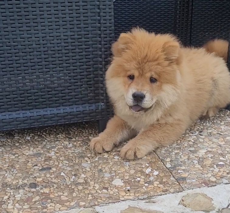 Chow chow laranja bebé