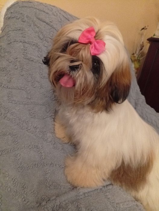 Shih tzu  sunia  śliczna