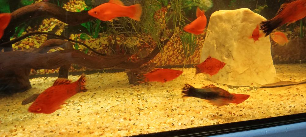 Sprzedam mieczyki samce.