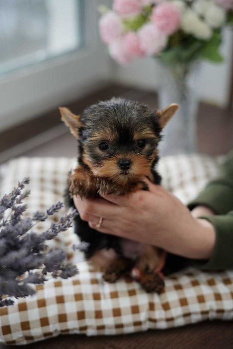 Маленькі, але горді – йорки, що стануть членами родини