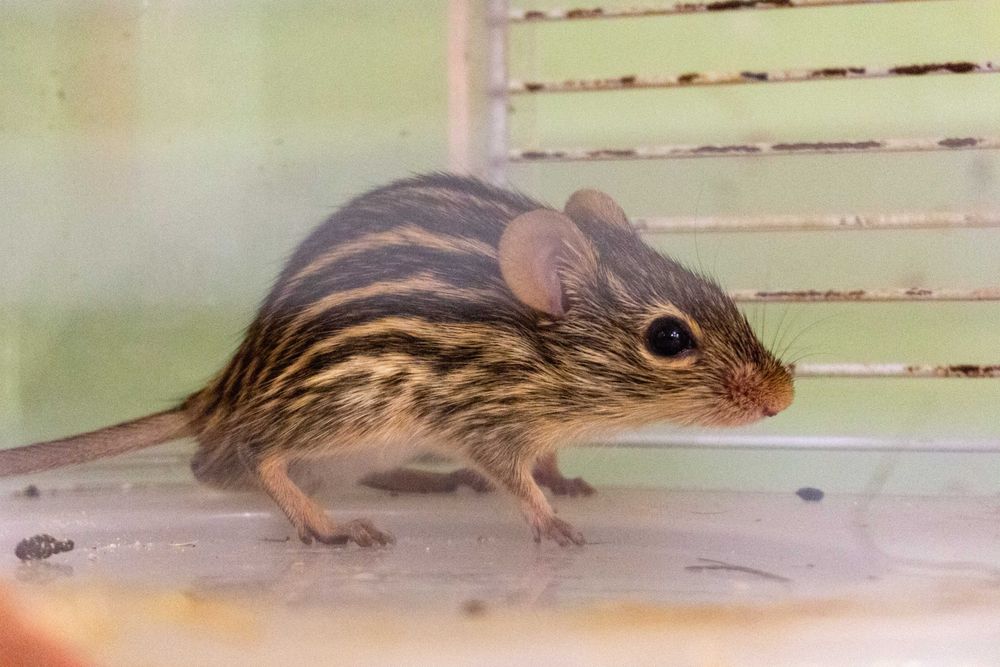 Młode Myszy Berberyjskie