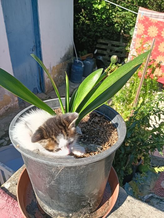 Gatinha Bebé Procura Família com Muito Amor para Dar