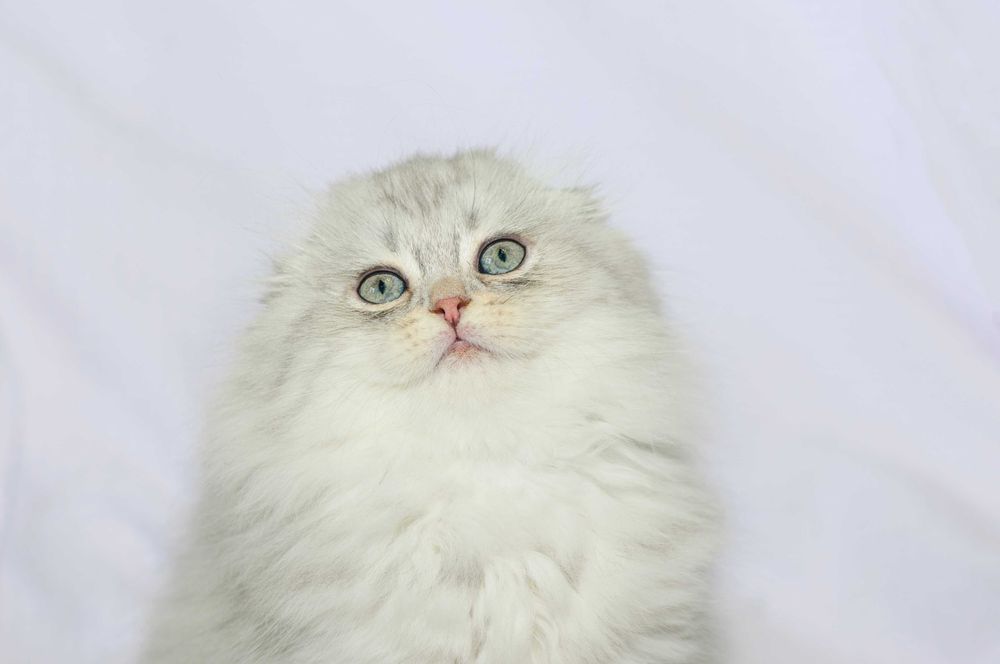 Шотландский вислоухий котенок Хайленд шоу-класс