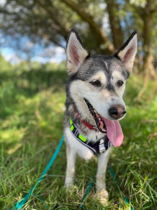 Gerda i Geri szukają domku