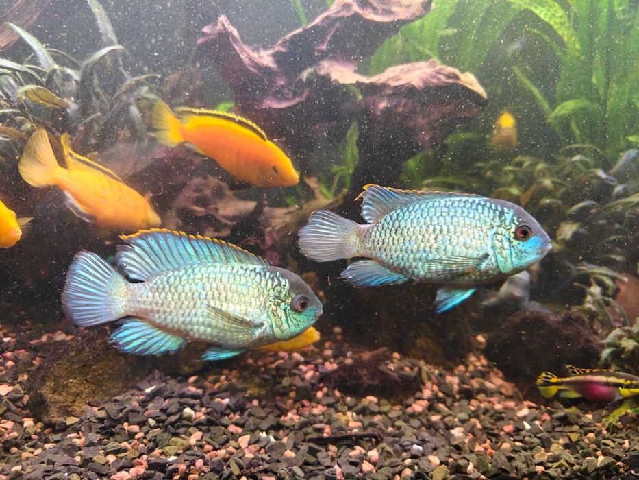 Продам аквариумных рыб