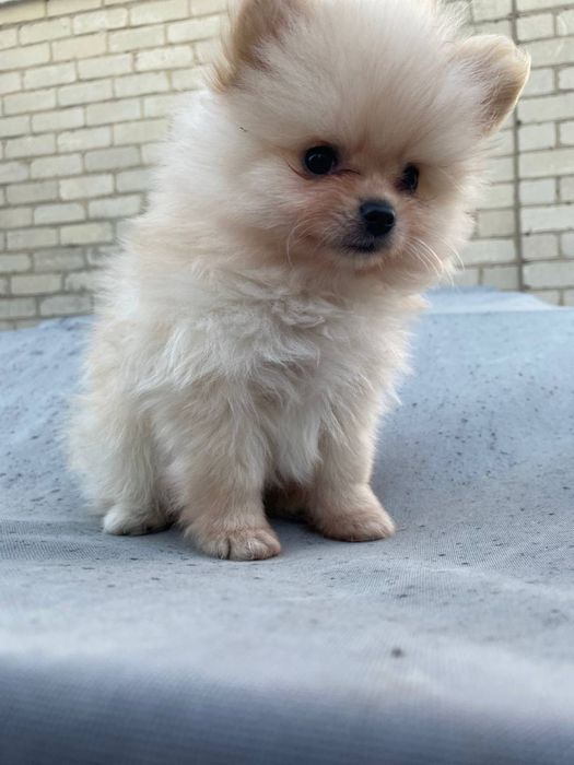 Продам щенков шпица