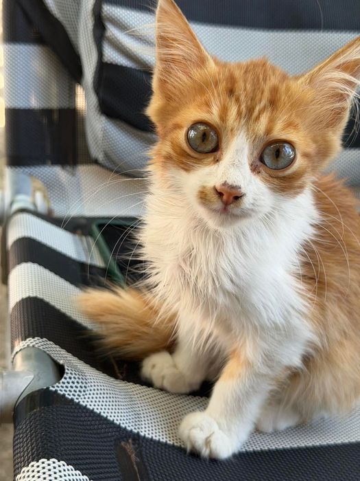 Маленькие котята бесплатно