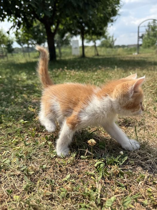 Кошенята в добрі руки