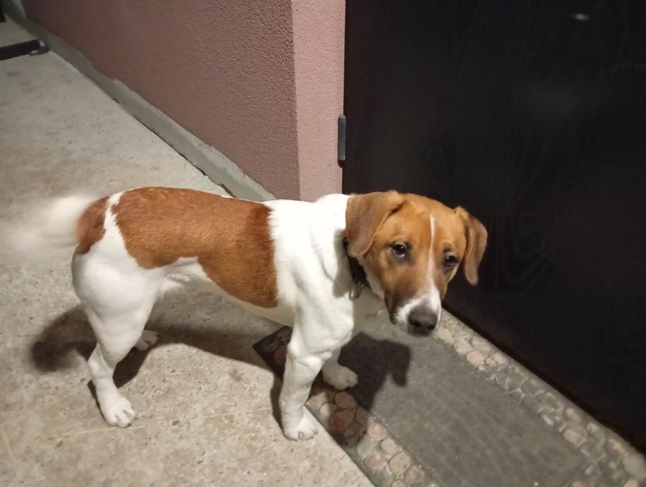 Віддам собаку в добрі руки