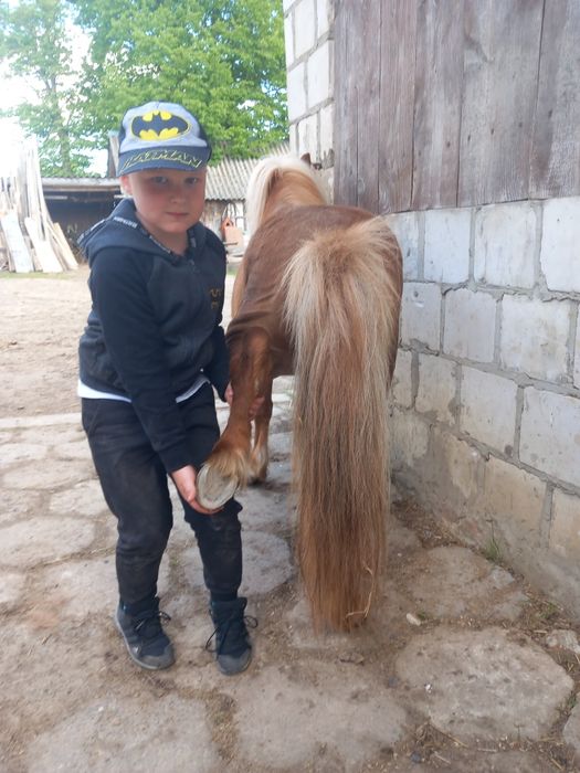 kuc,kucyk z licencją