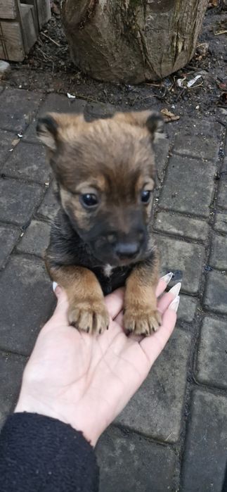 Віддам гарних цуценят тато пікінес