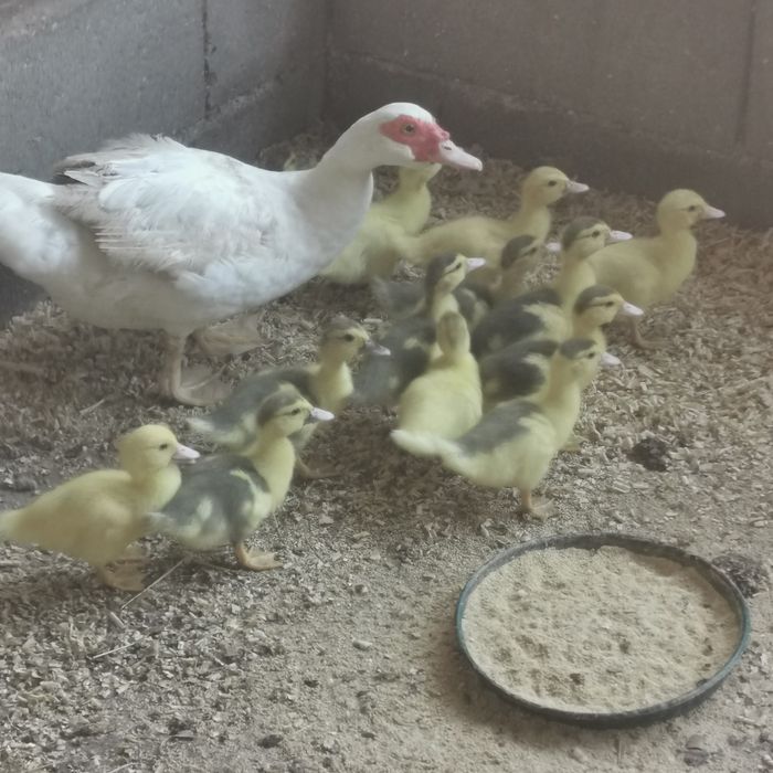 Vendo  patinhos.