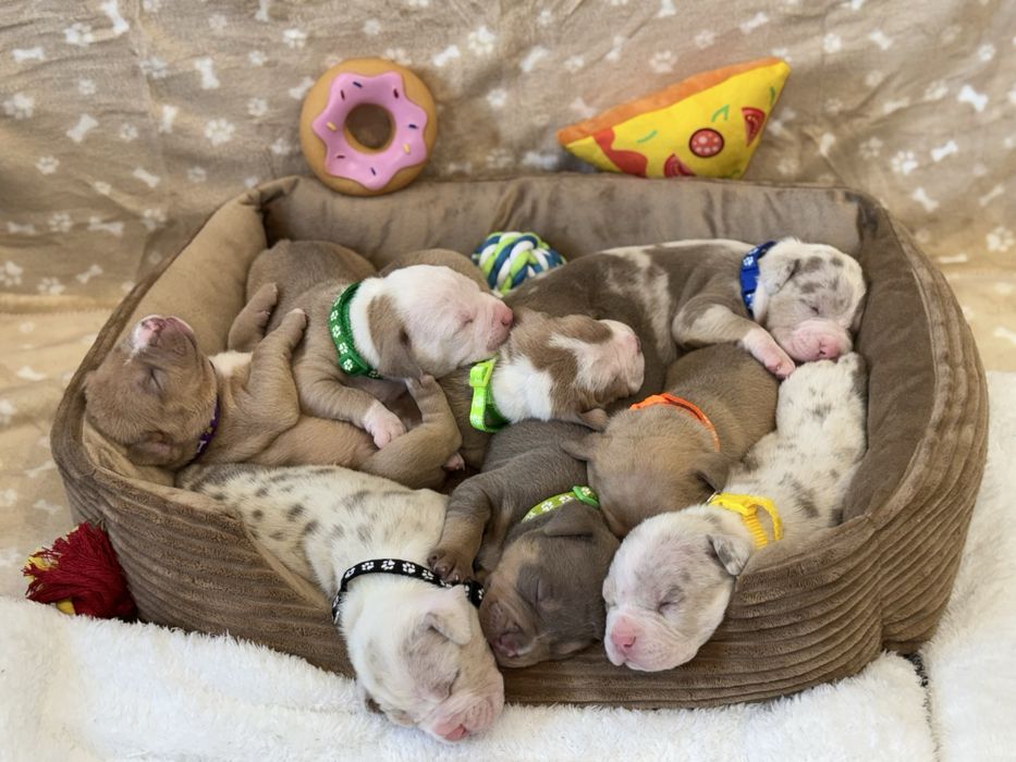 American Bully ABKC rezerwacja